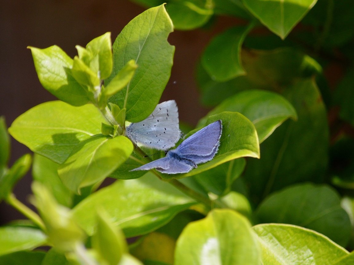 Обои природа, листья, крылья, насекомые, бабочки, растение, nature, leaves, wings, insects, butterfly, plant разрешение 1920x1080 Загрузить