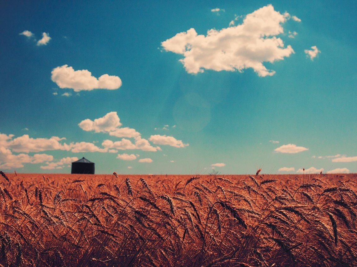 Обои небо, пшеница, облака, природа, закат, пейзаж, поле, горизонт, колосья, the sky, wheat, clouds, nature, sunset, landscape, field, horizon, ears разрешение 1920x1200 Загрузить