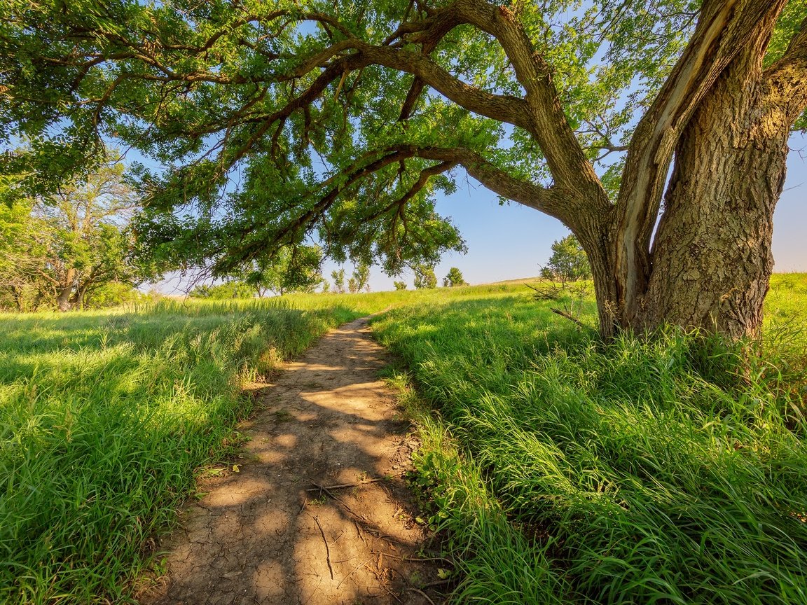 Обои дорога, трава, дерево, лето, тропинка, road, grass, tree, summer, path разрешение 2048x1365 Загрузить