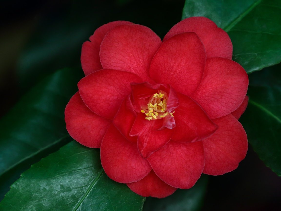 Обои листья, макро, цветок, лепестки, камелия, leaves, macro, flower, petals, camellia разрешение 2200x1303 Загрузить