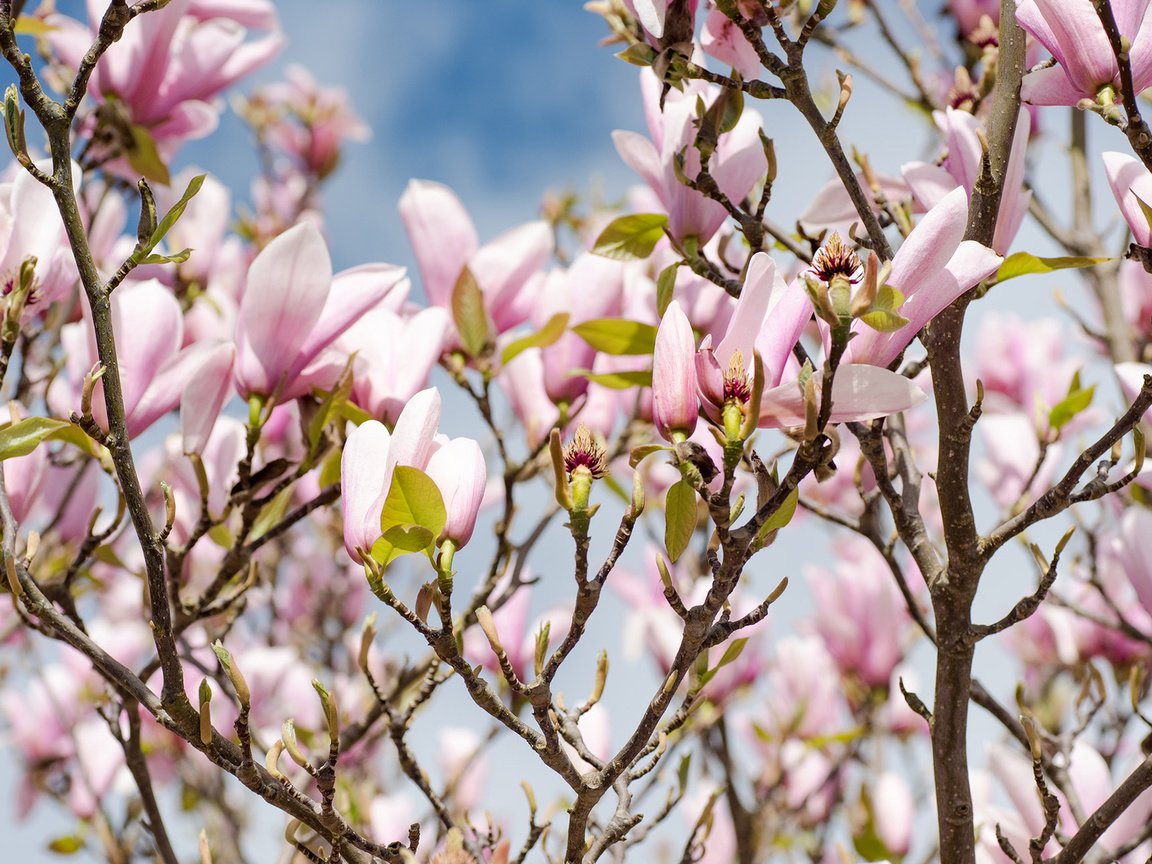 Обои цветы, цветение, ветки, весна, магнолия, flowers, flowering, branches, spring, magnolia разрешение 1920x1200 Загрузить