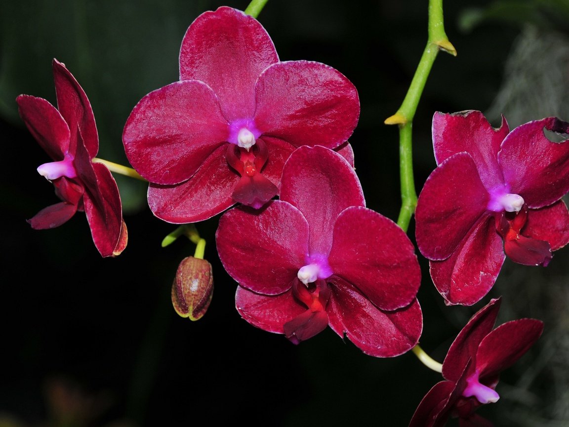 Обои цветы, цветение, черный фон, орхидеи, flowers, flowering, black background, orchids разрешение 2048x1360 Загрузить