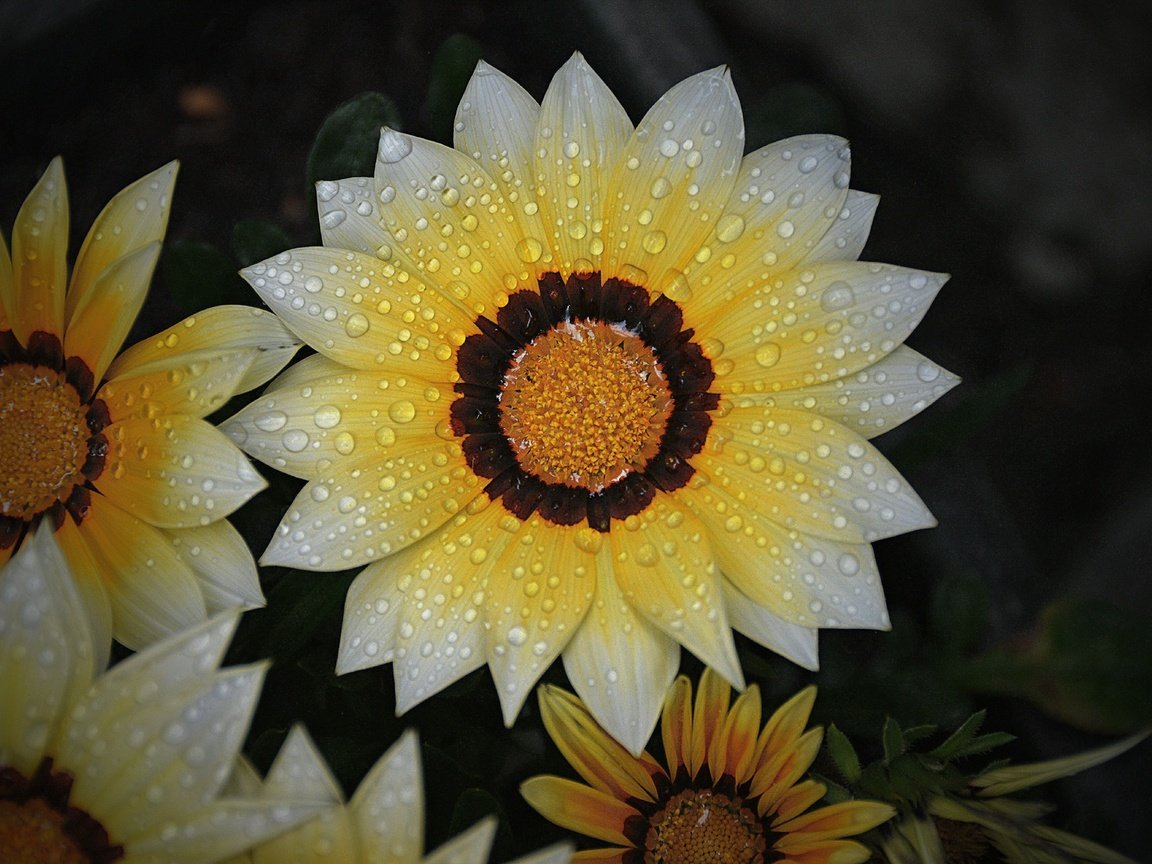 Обои цветы, макро, капли, лепестки, черный фон, газания, flowers, macro, drops, petals, black background, gazania разрешение 6000x4000 Загрузить