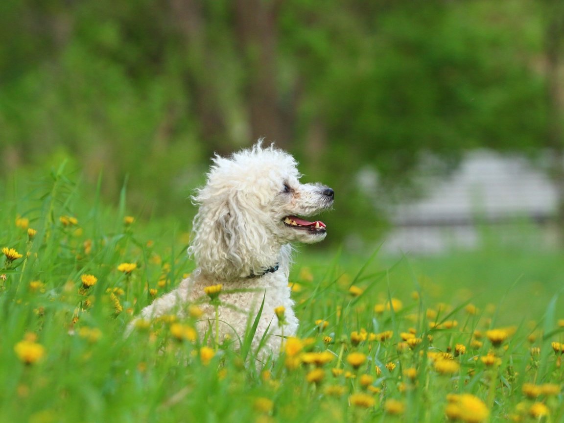 Обои цветы, зелень, взгляд, собака, профиль, одуванчики, пудель, flowers, greens, look, dog, profile, dandelions, poodle разрешение 1920x1280 Загрузить