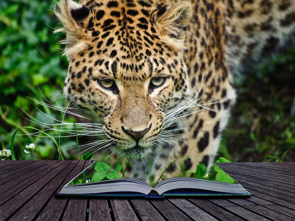 Обои морда, усы, взгляд, леопард, хищник, книга, дикая кошка, face, mustache, look, leopard, predator, book, wild cat разрешение 3100x2500 Загрузить