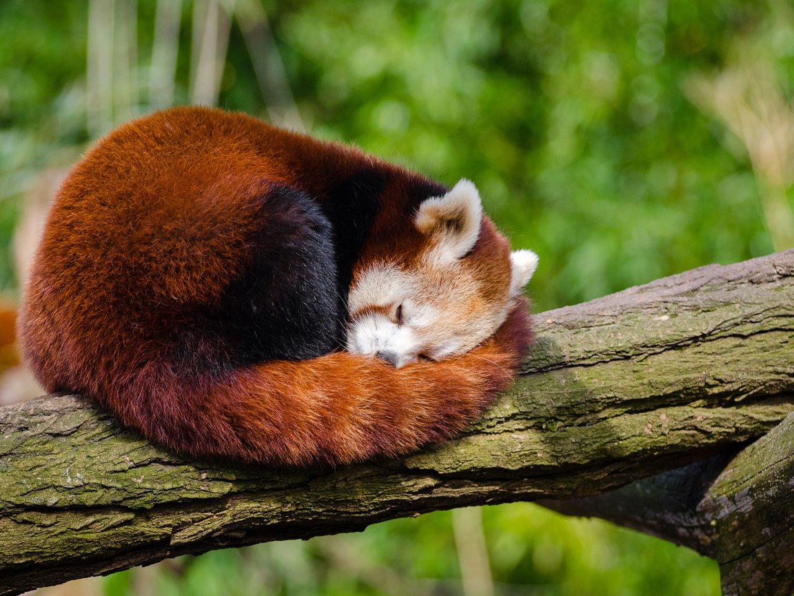 Обои дерево, панда, сон, ствол, красная панда, малая панда, tree, panda, sleep, trunk, red panda разрешение 4000x2649 Загрузить