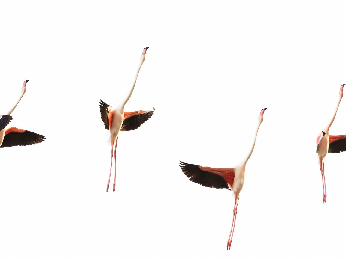 Обои фламинго, крылья, птицы, стая, шея, flamingo, wings, birds, pack, neck разрешение 2048x1272 Загрузить