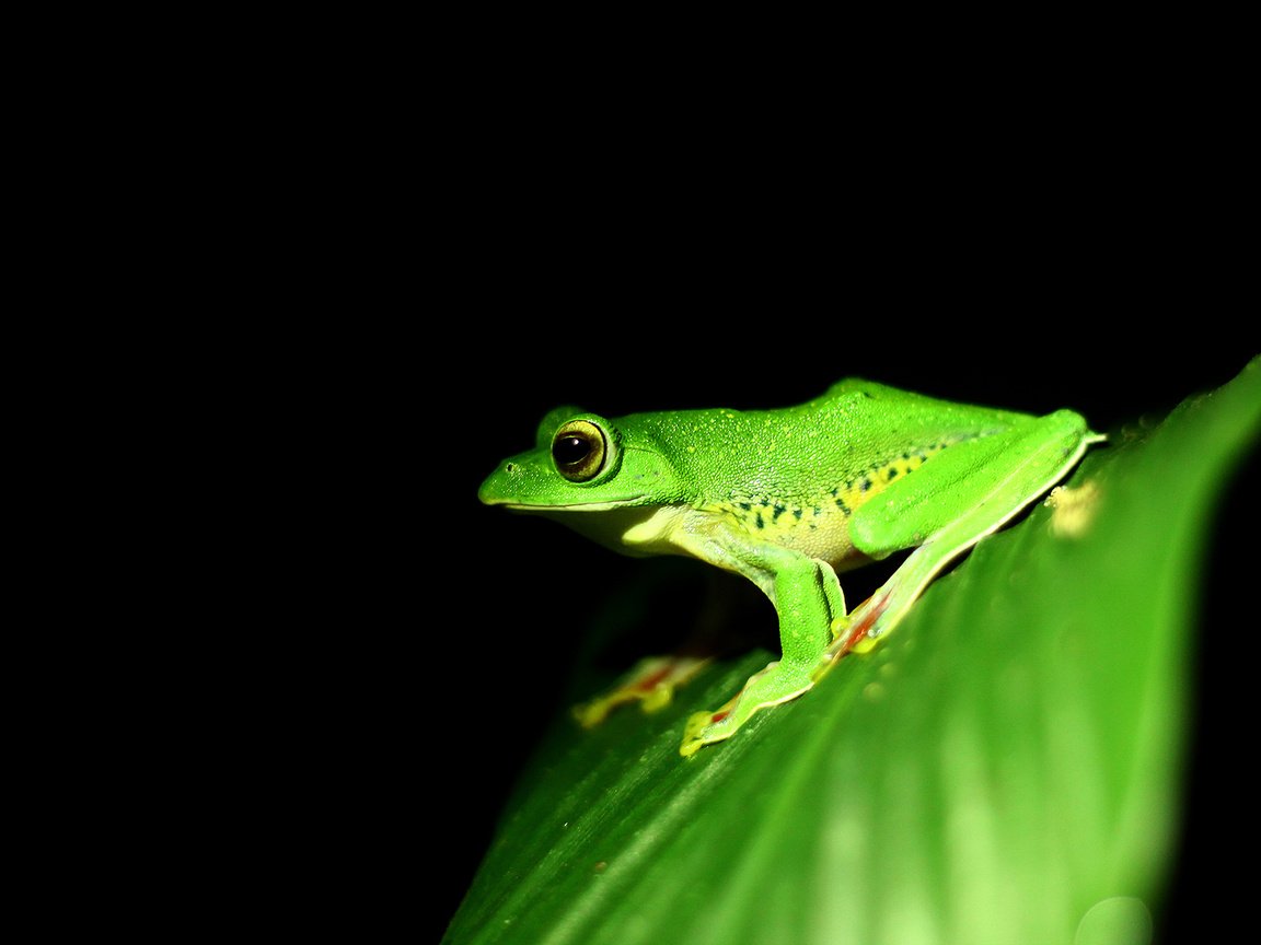 Обои лист, лягушка, черный фон, земноводные, sheet, frog, black background, amphibians разрешение 2560x1440 Загрузить