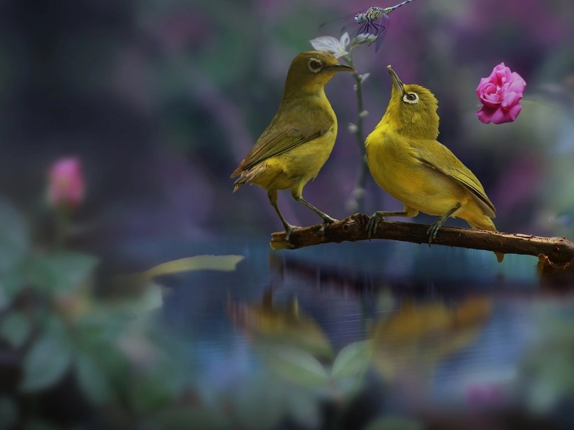 Обои птички, белоглазки, birds, the white-eye разрешение 1920x1200 Загрузить