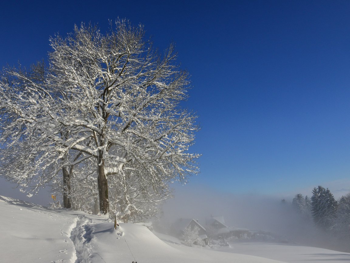 Обои снег, природа, дерево, зима, markus bruggmann, snow, nature, tree, winter разрешение 3840x2400 Загрузить