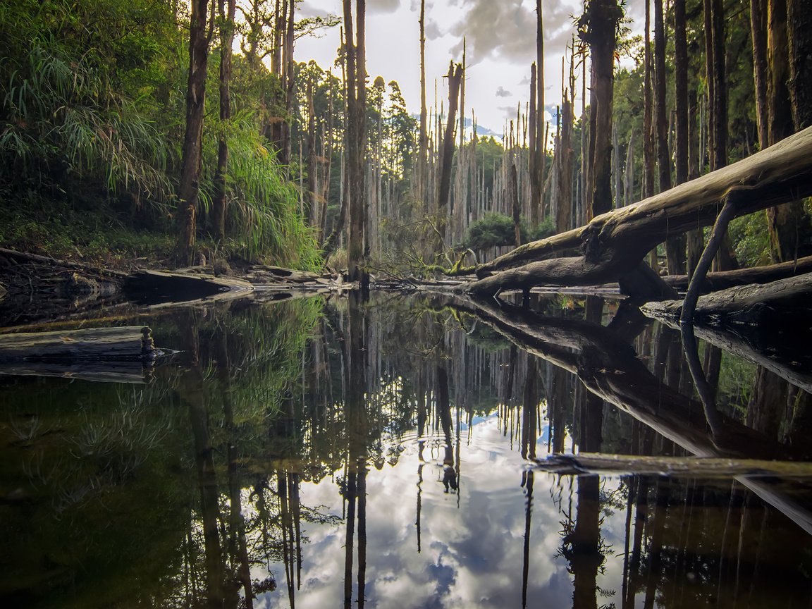 Обои деревья, река, природа, лес, отражение, стволы, бревна, roy_chang, trees, river, nature, forest, reflection, trunks, logs разрешение 2880x1800 Загрузить