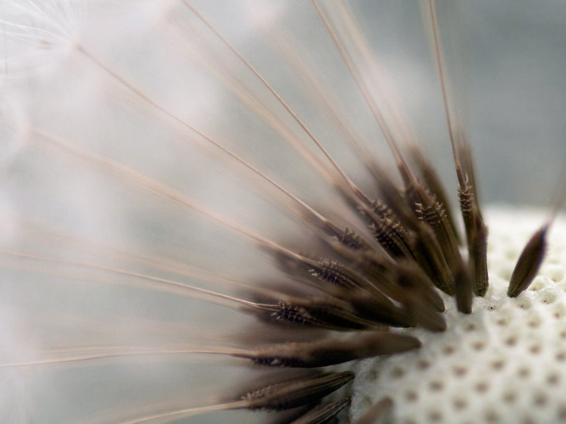 Обои макро, цветок, одуванчик, пушинки, семена одуванчика, macro, flower, dandelion, fuzzes разрешение 1920x1200 Загрузить