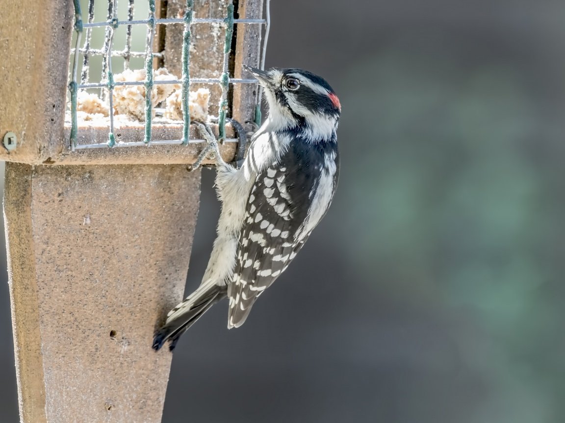 Обои птица, клюв, перья, дятел, кормушка, bird, beak, feathers, woodpecker, feeder разрешение 1920x1290 Загрузить