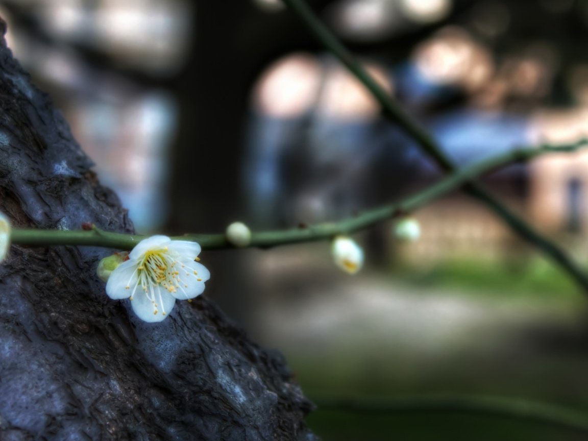 Обои цветы, ветка, цветение, весна, боке, слива, flowers, branch, flowering, spring, bokeh, drain разрешение 3840x2160 Загрузить