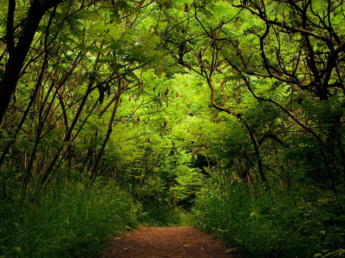 Обои деревья, зелень, лес, дорожка, кусты, trees, greens, forest, track, the bushes разрешение 1920x1080 Загрузить