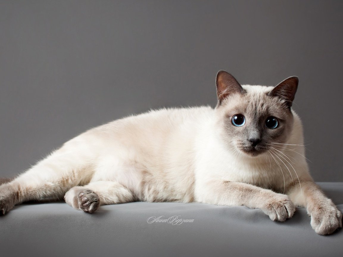 Обои глаза, кот, кошка, серый фон, тайский кот, тайская кошка, eyes, cat, grey background разрешение 1920x1080 Загрузить