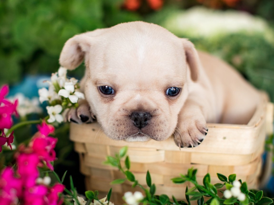 Обои цветы, щенок, корзина, мордашка, малыш, французский бульдог, flowers, puppy, basket, face, baby, french bulldog разрешение 3000x2692 Загрузить