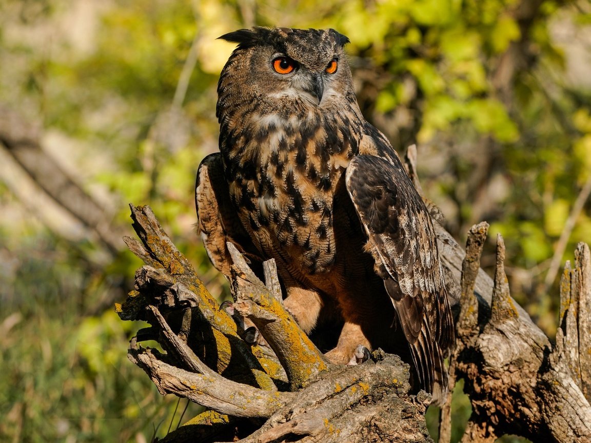 Обои свет, сова, птица, коряга, боке, филин, light, owl, bird, snag, bokeh разрешение 2048x1365 Загрузить