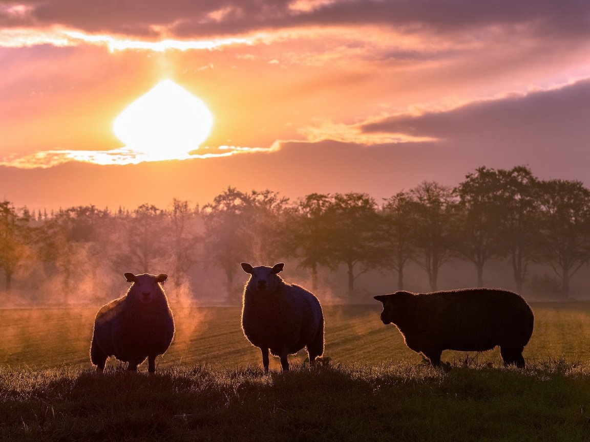 Обои закат, поле, силуэты, пастбище, овцы, овечки, sunset, field, silhouettes, pasture, sheep разрешение 3840x2160 Загрузить