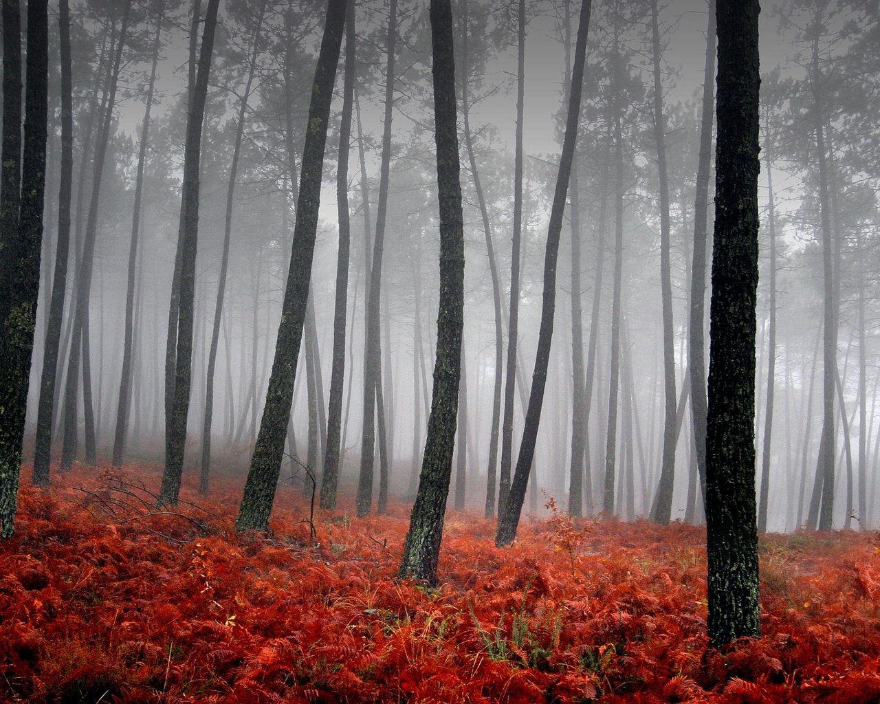 Обои трава, деревья, туман, красный, grass, trees, fog, red разрешение 3543x2362 Загрузить