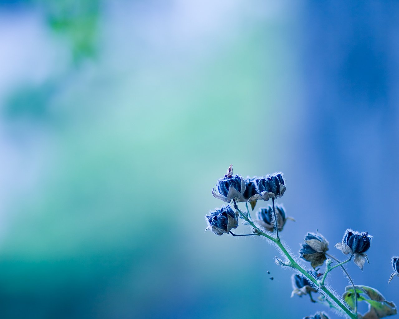 Обои цветок, голубой, голубая, етекстура, колокольчик, цветком, flower, blue, texture, bell разрешение 1920x1200 Загрузить