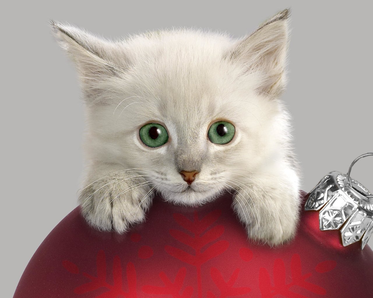 Обои украшения, котенок, шар, decoration, kitty, ball разрешение 2000x1333 Загрузить