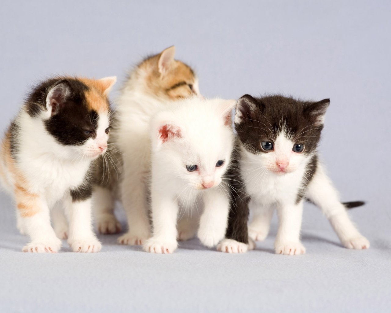 Обои портрет, котята, четверо, portrait, kittens, four разрешение 1920x1200 Загрузить