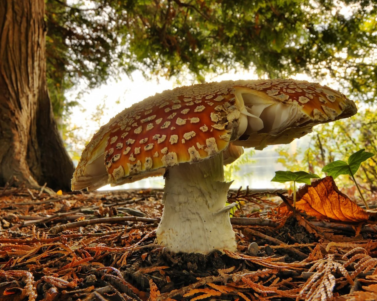 Обои природа, зелень, лес, гриб, мухомор, осенние листья, nature, greens, forest, mushroom, autumn leaves разрешение 1905x1172 Загрузить