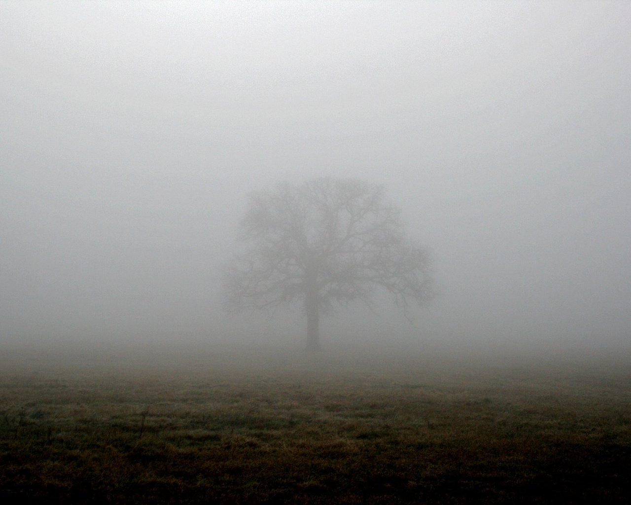 Обои дерево, туман, поле, tree, fog, field разрешение 1944x1296 Загрузить