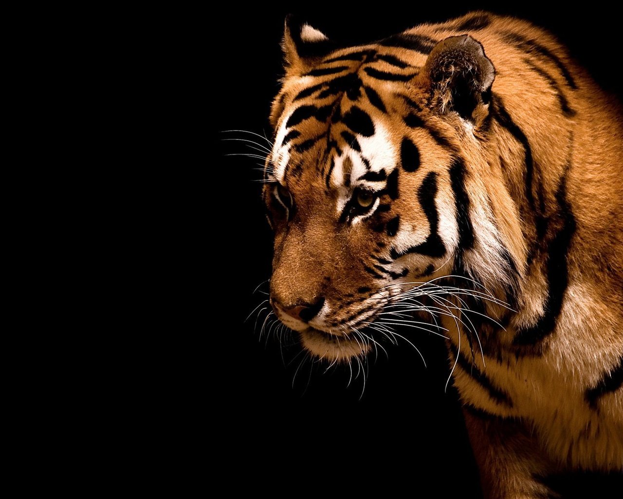 Обои тигр, полоски, хищник, дикие кошки, зверь, tiger, strips, predator, wild cats, beast разрешение 1920x1200 Загрузить