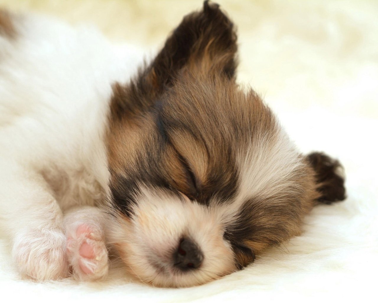 Обои белый, собака, спит, щенок, папильон, white, dog, sleeping, puppy, papillon разрешение 1920x1200 Загрузить