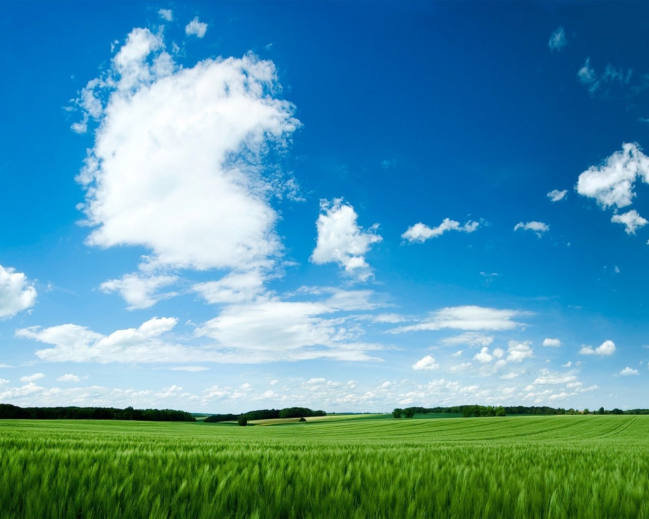 Обои небо, трава, обои, зелёный, поле, green field, the sky, grass, wallpaper, green, field разрешение 2560x1600 Загрузить