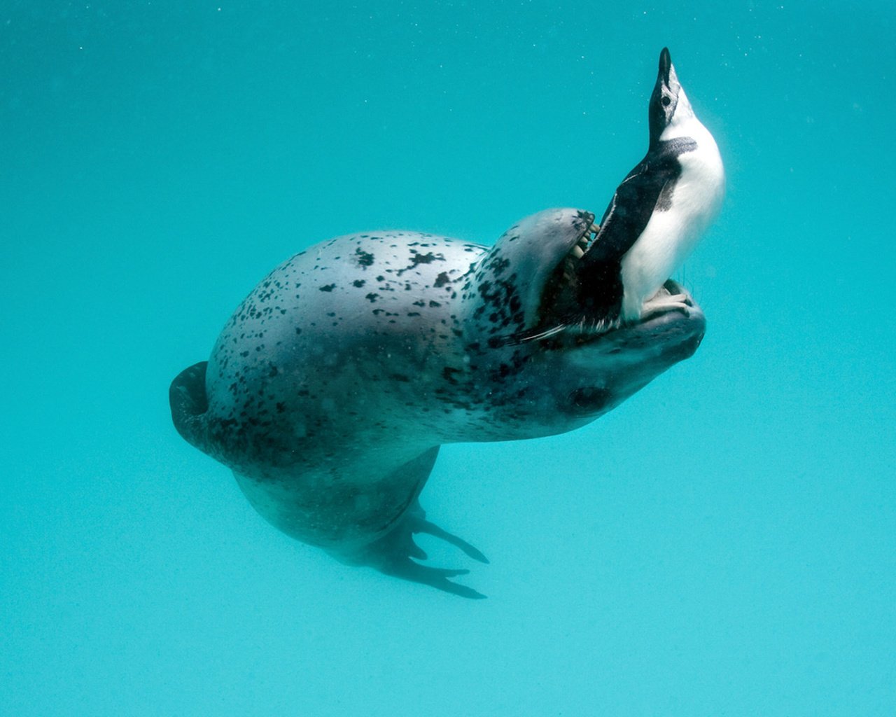 Обои пингвин, морской леопард, leopard seal, hydrurga leptonyx, antarctic peninsula, penguin, sea leopard разрешение 1920x1200 Загрузить