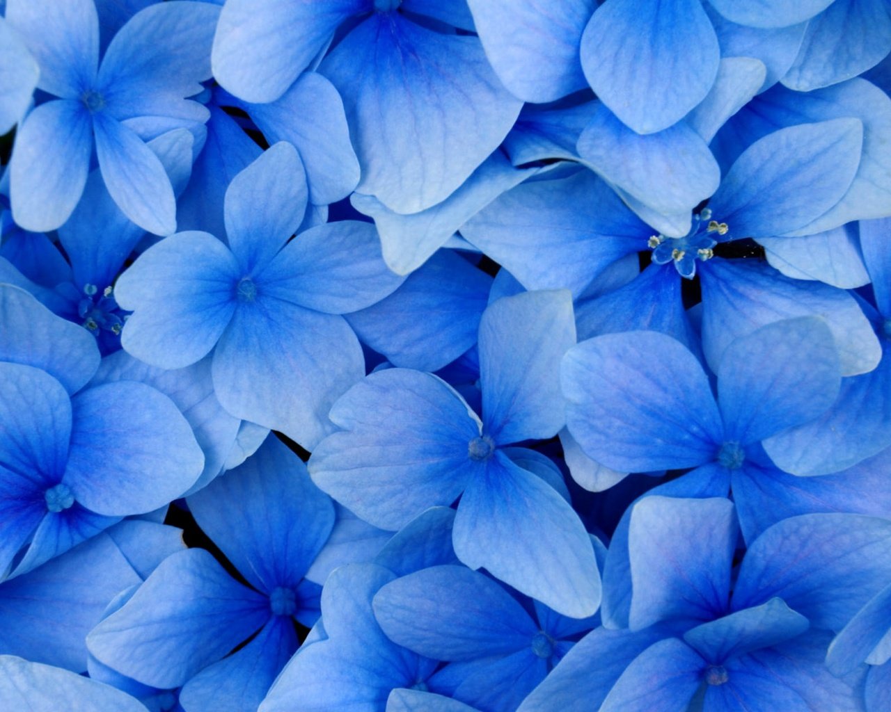 Обои цветы, лепестки, голубая, flowers, petals, blue разрешение 2560x1600 Загрузить