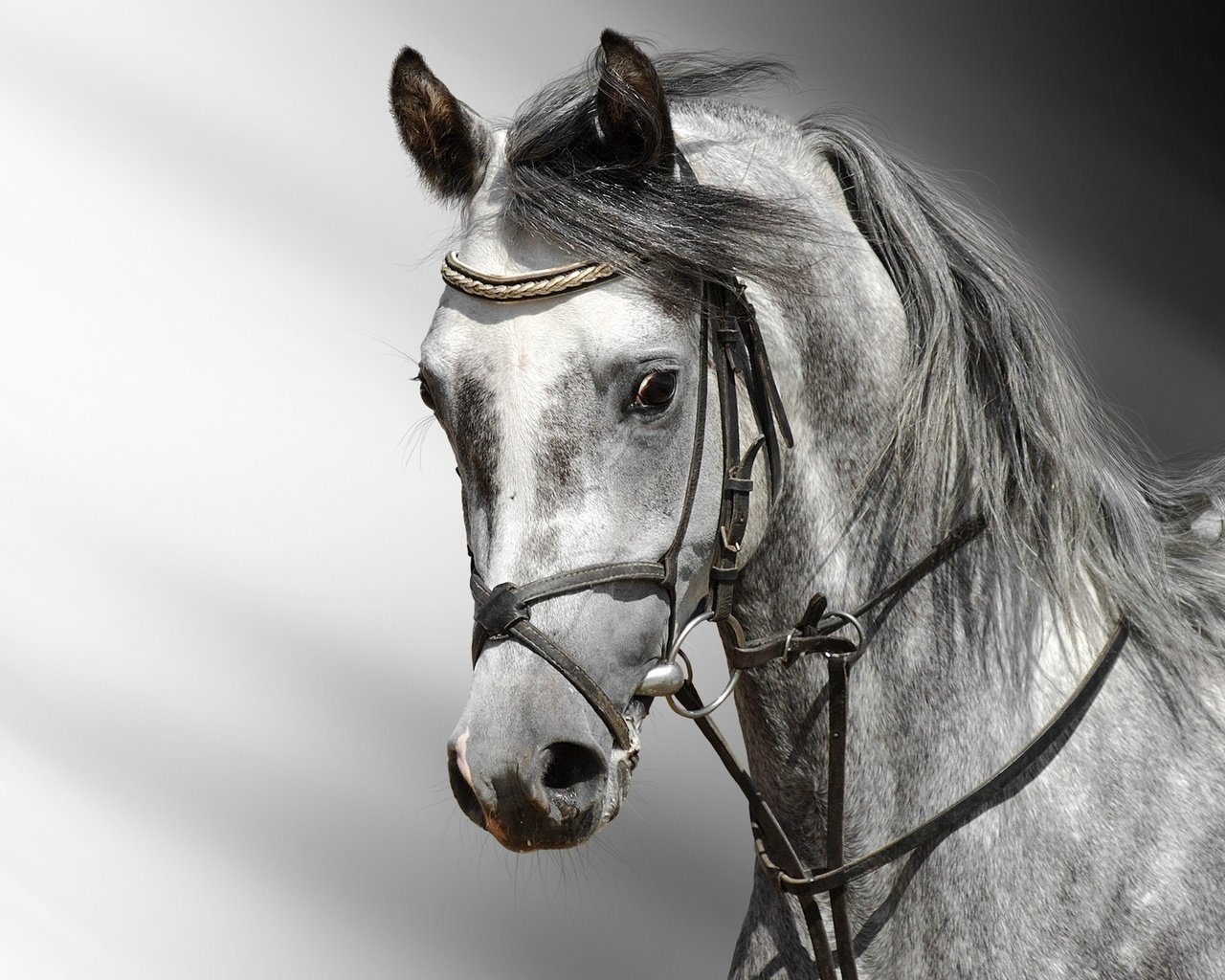 Обои лошадь, серая, конь, грива, голова, сбруя, horse, grey, mane, head, harness разрешение 1920x1440 Загрузить