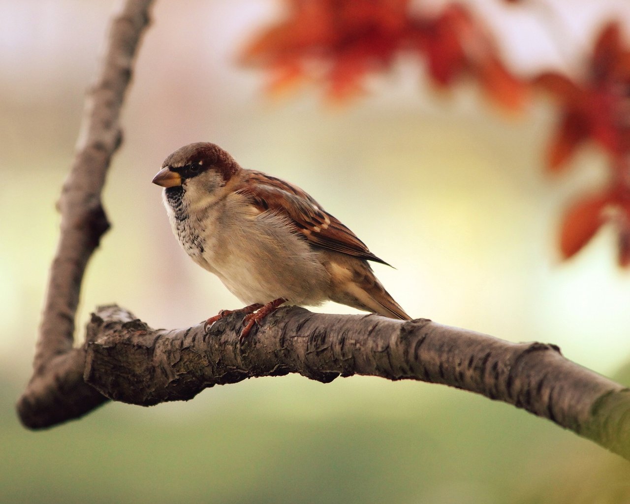 Обои ветка, птицы, воробей, branch, birds, sparrow разрешение 2560x1600 Загрузить