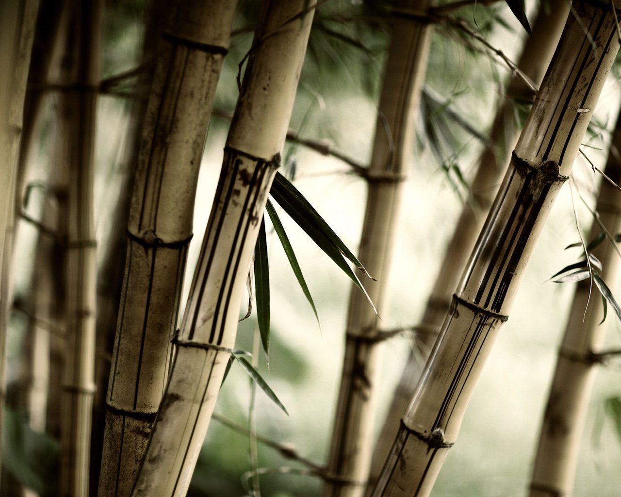 Обои трава, природа, листья, бамбук, размытость, стебли, крупным планом, grass, nature, leaves, bamboo, blur, stems, closeup разрешение 2560x1600 Загрузить