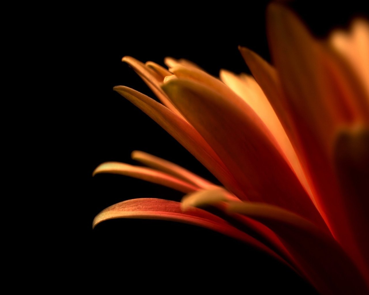 Обои цветок, лепестки, оранжевый, flower, petals, orange разрешение 2560x1600 Загрузить