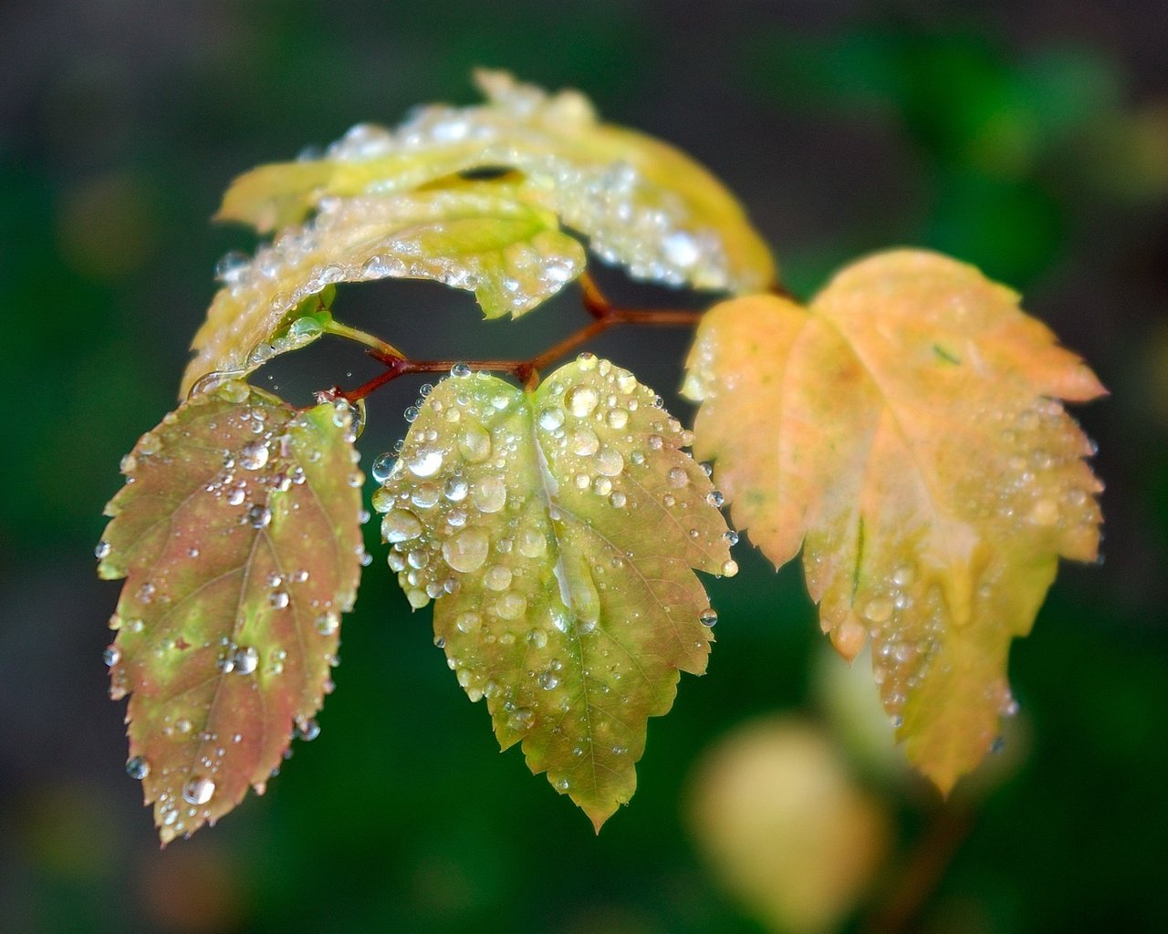 Обои ветка, листья, зелёный, капли, осень, капли воды, branch, leaves, green, drops, autumn, water drops разрешение 2560x1600 Загрузить