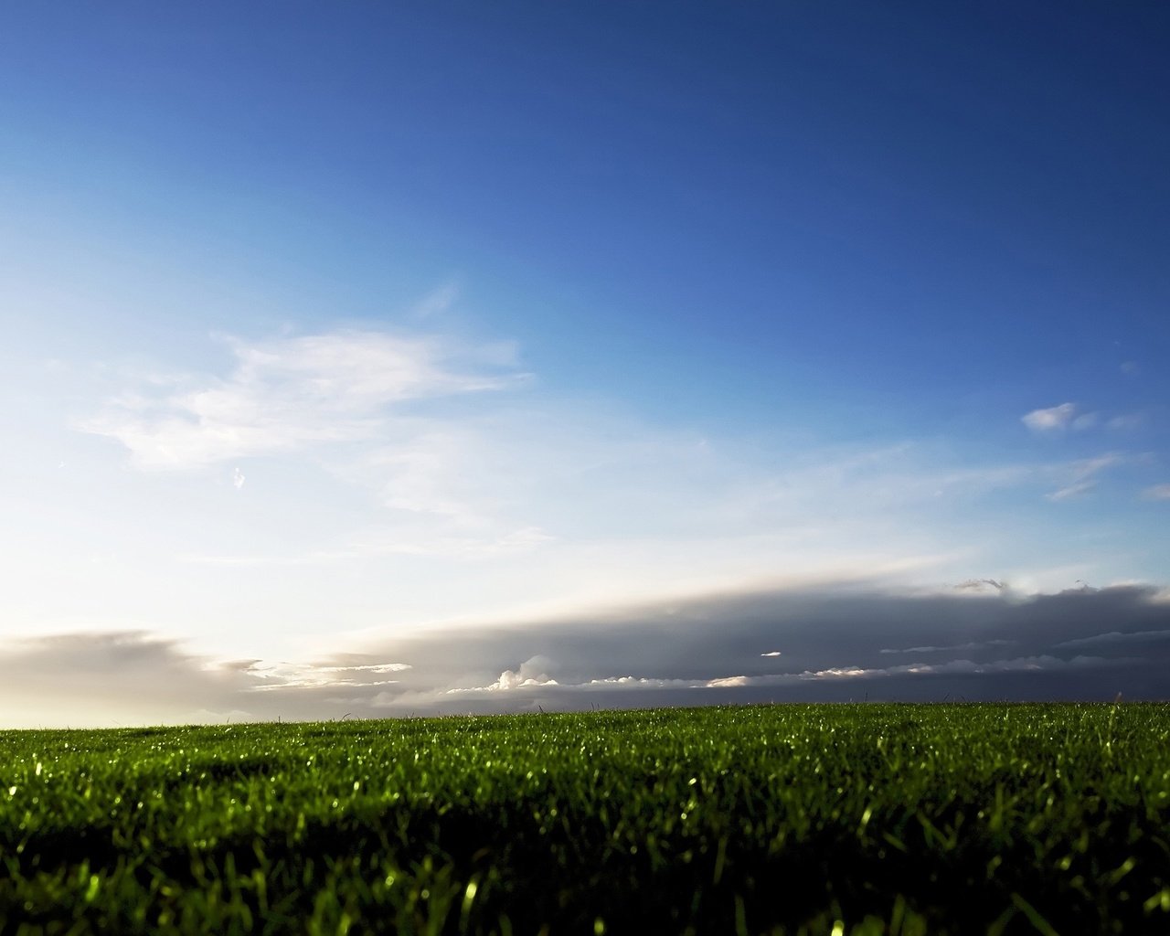 Обои небо, трава, облака, поле, the sky, grass, clouds, field разрешение 2560x1600 Загрузить