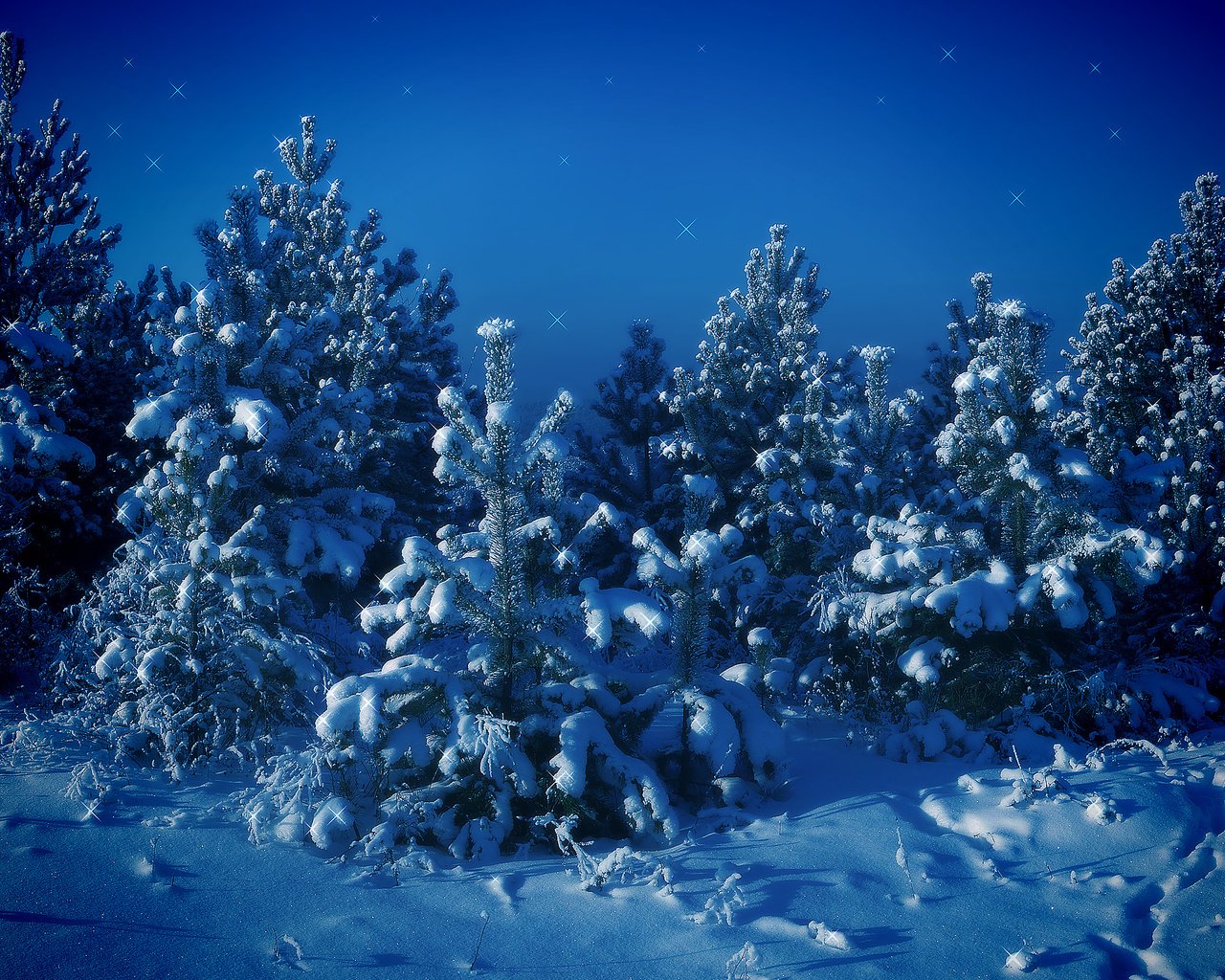 Обои деревья, снег, зима, синий, елки, trees, snow, winter, blue, tree разрешение 2560x1600 Загрузить