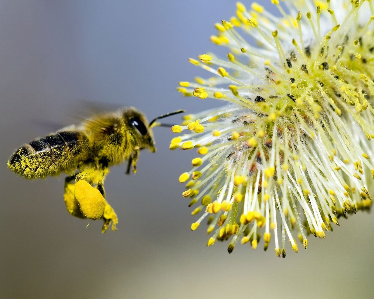 Обои цветок, пчела, опыление, flower, bee, pollination разрешение 1920x1200 Загрузить