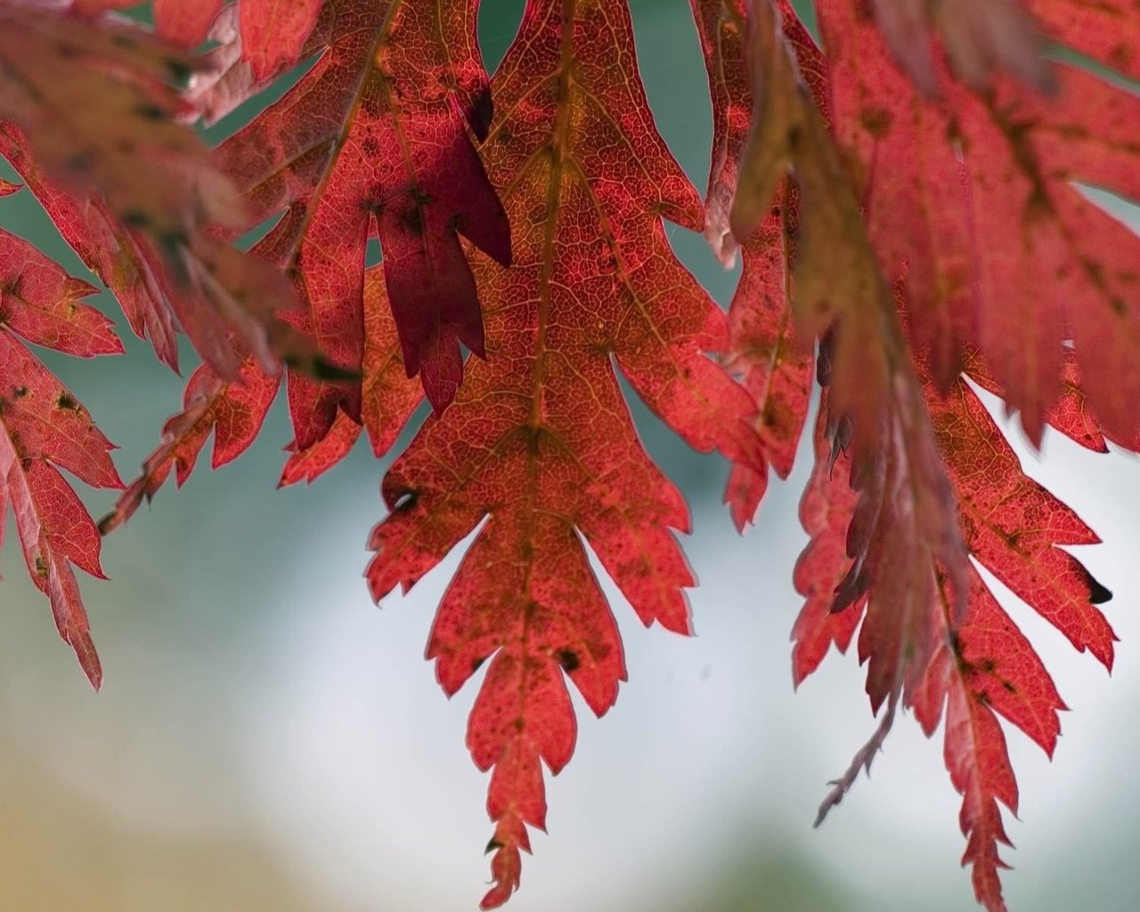 Обои природа, дерево, листья, макро, фото, осень, nature, tree, leaves, macro, photo, autumn разрешение 1920x1200 Загрузить