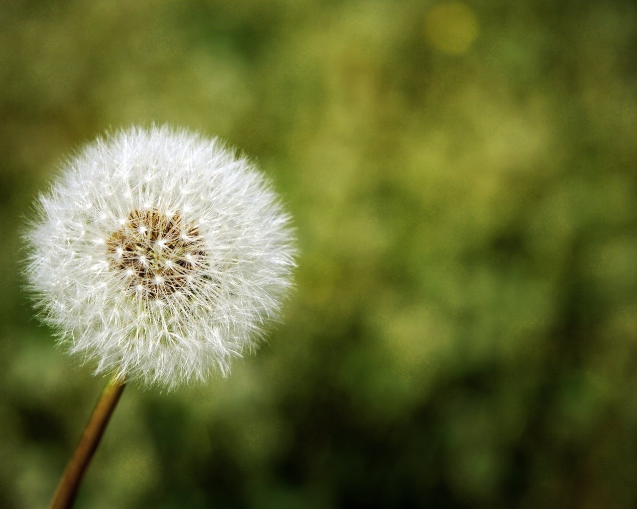 Обои природа, цветок, одуванчик, nature, flower, dandelion разрешение 1920x1200 Загрузить