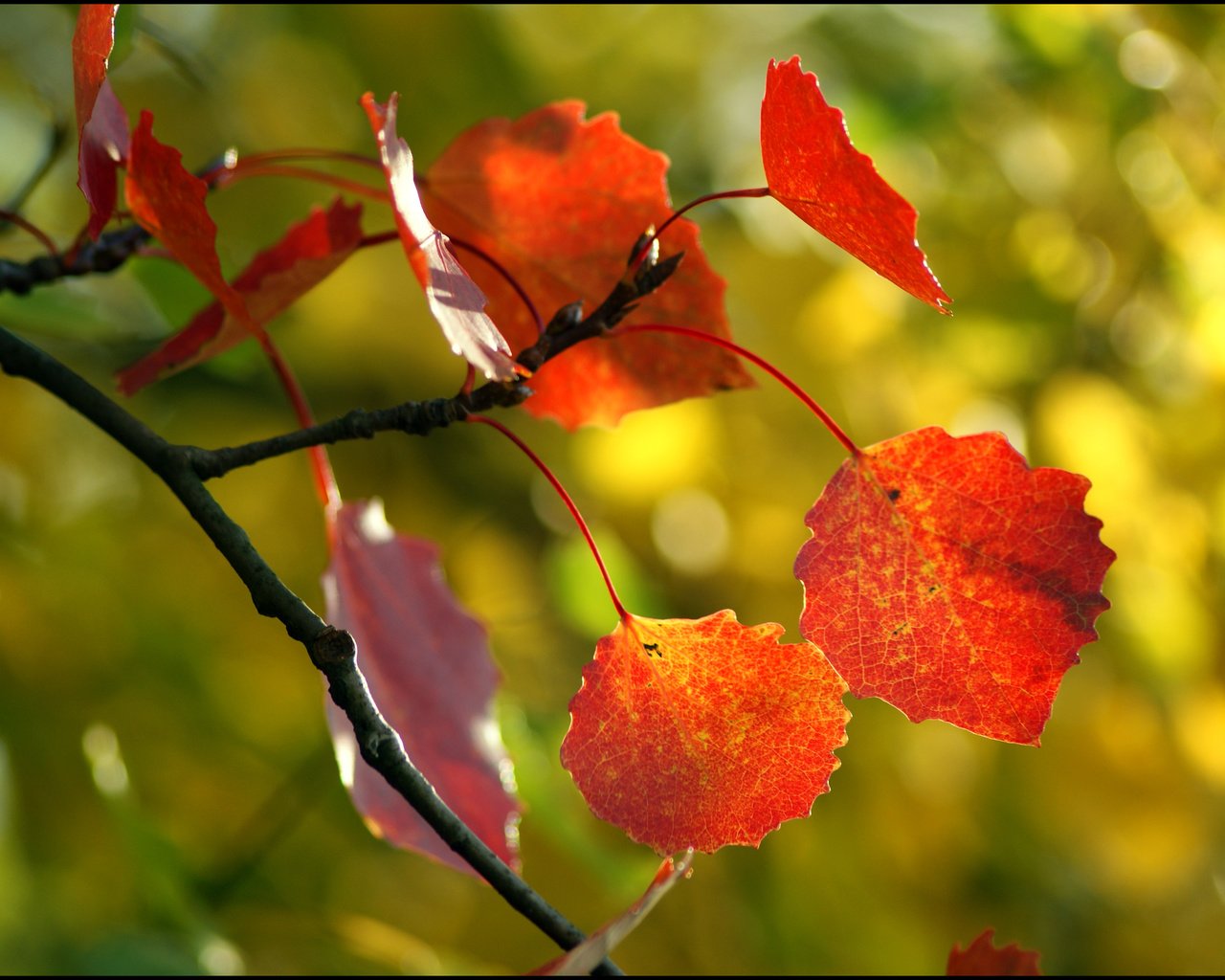 Обои дерево, листья, макро, осень, tree, leaves, macro, autumn разрешение 3896x2614 Загрузить