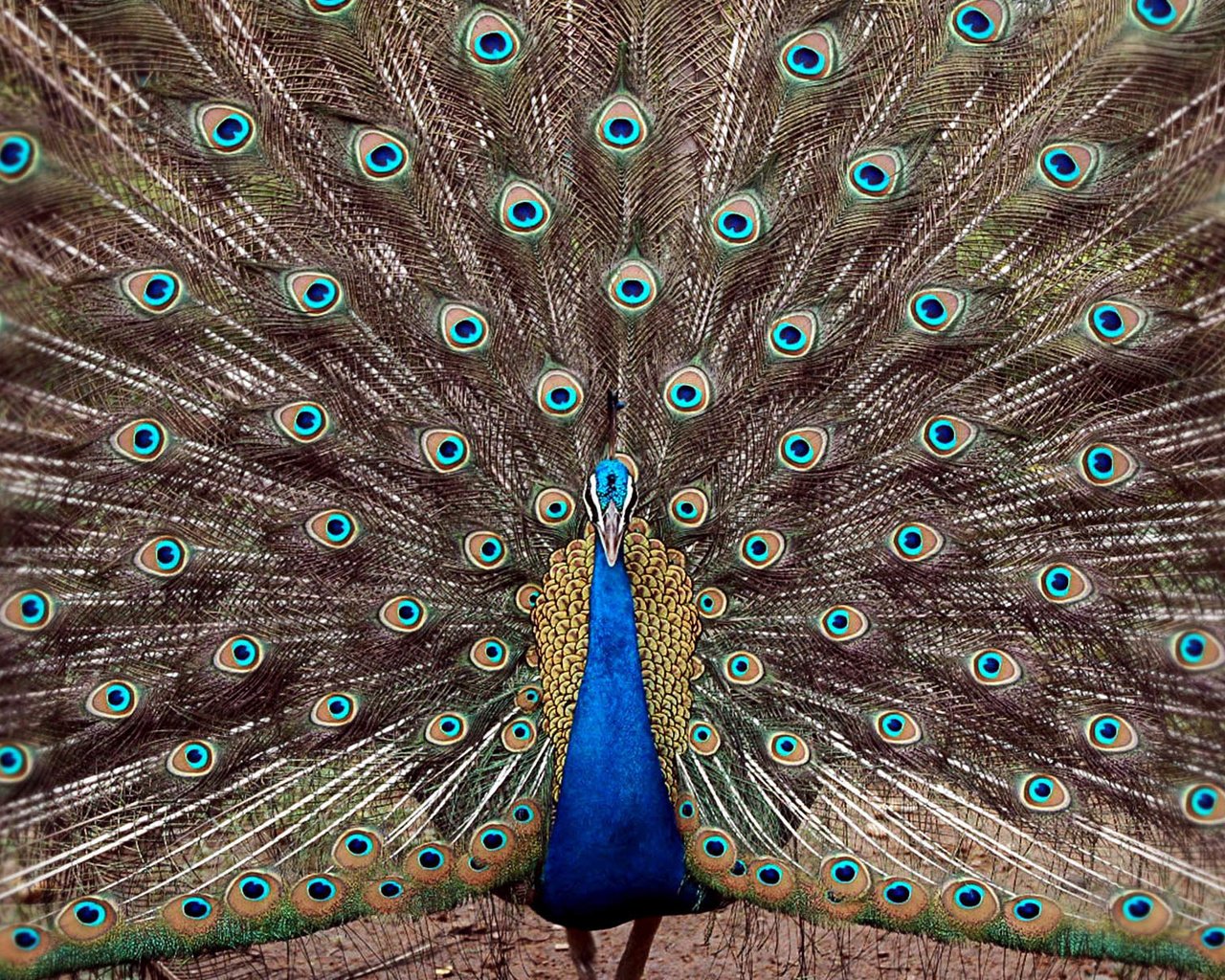 Обои павлин, хвост, peacock, tail разрешение 1920x1200 Загрузить