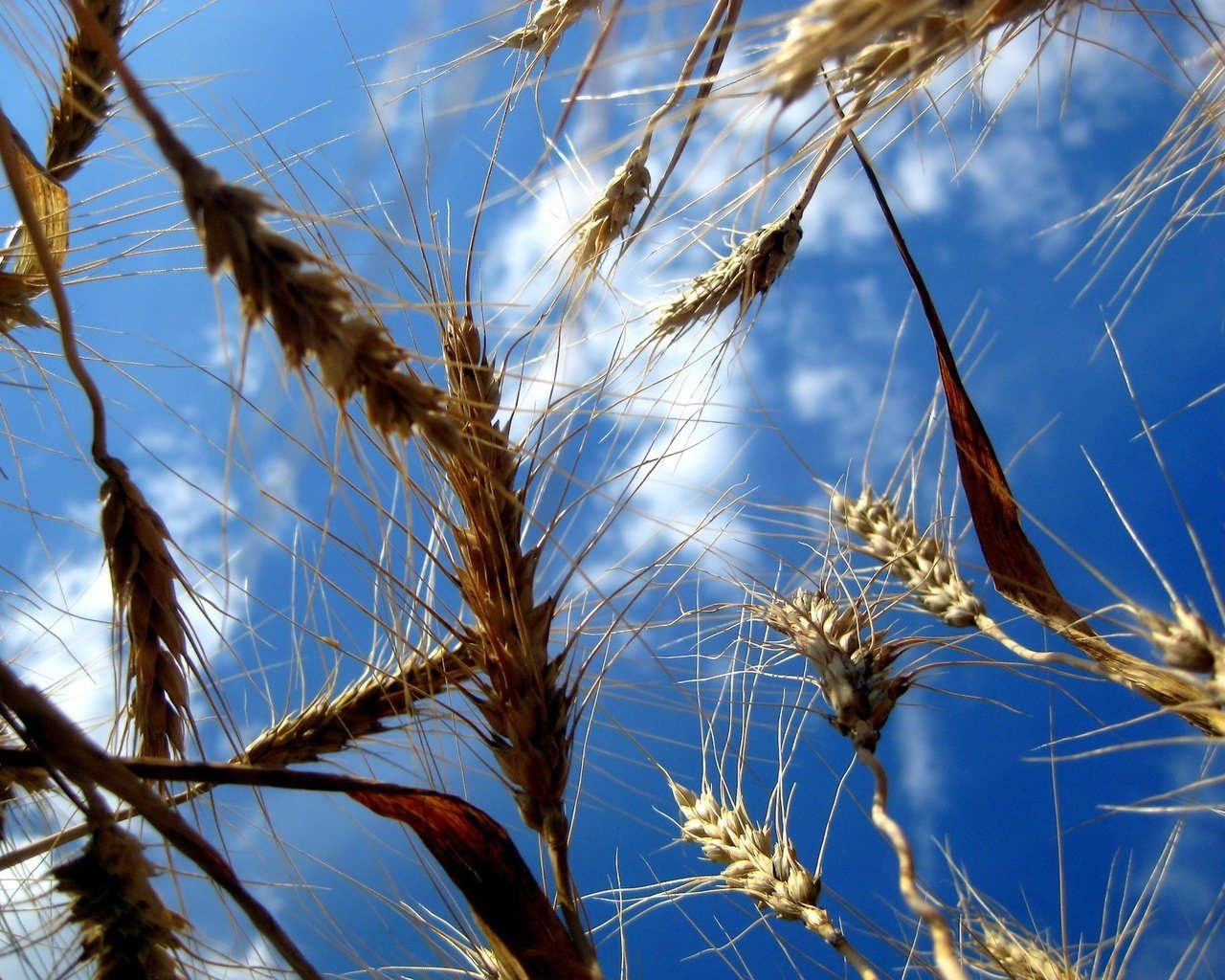 Обои небо, природа, поля, колосья, пшеница, the sky, nature, field, ears, wheat разрешение 1920x1440 Загрузить