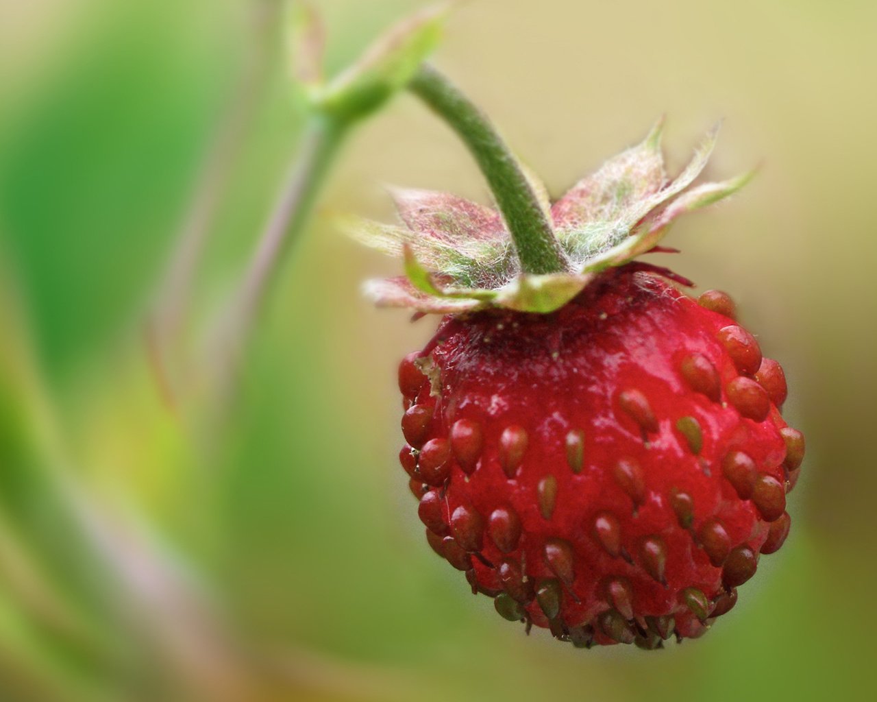 Обои земляника, одна, висит, strawberries, one, hanging разрешение 1900x1200 Загрузить