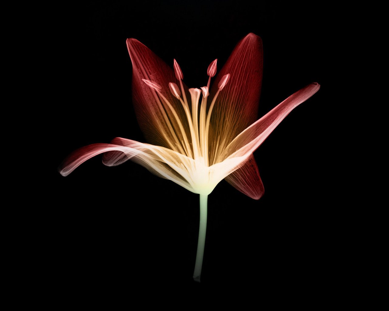 Обои свет, цветок, лепестки, бутон, черный фон, стебель, light, flower, petals, bud, black background, stem разрешение 1920x1200 Загрузить