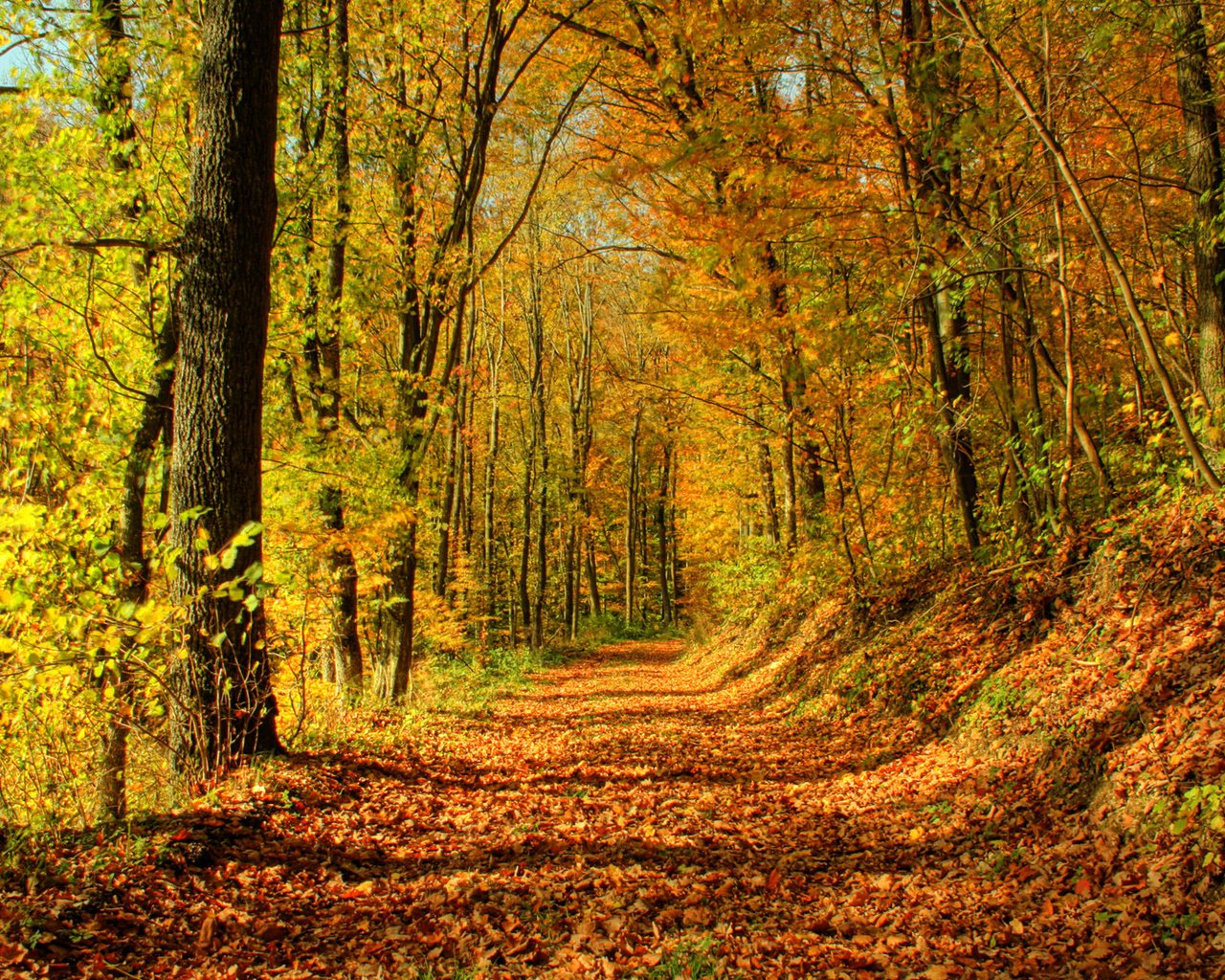 Обои деревья, солнце, лес, листья, листва, осень, тропа, trees, the sun, forest, leaves, foliage, autumn, trail разрешение 1920x1200 Загрузить